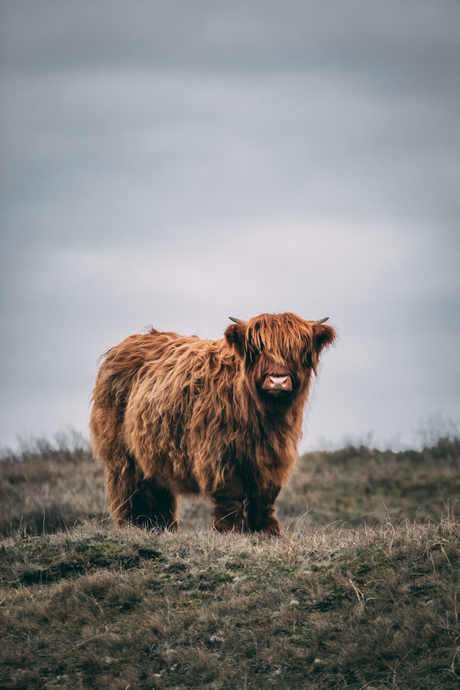 Schotse Hooglander kalf 