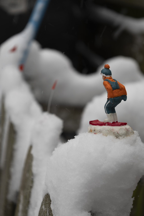 winter mannetje!