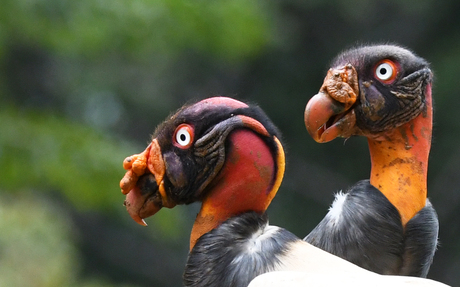 Koningsgier - Costa Rica