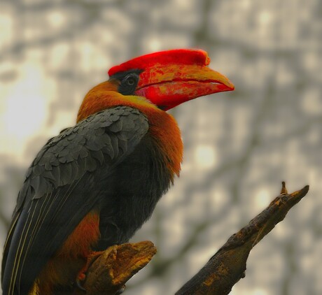 Rosse Neushoornvogel