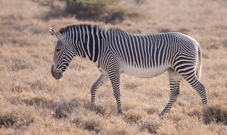 Grevy's zebra - Samburu special 5