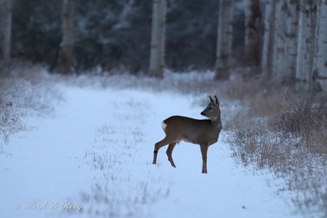 Ree in de sneeuw.