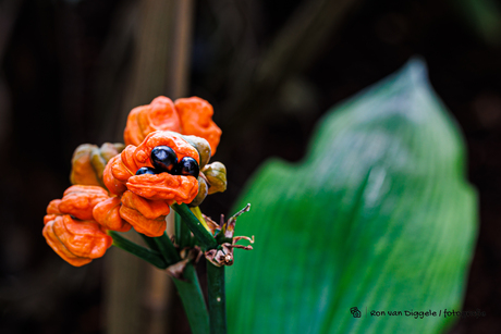 Tropische Plant