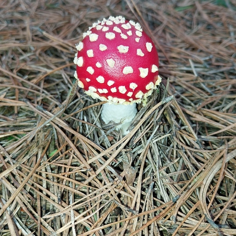 Paddenstoelen 