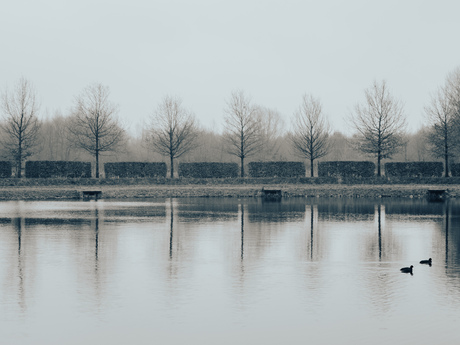 Bomen en heggen