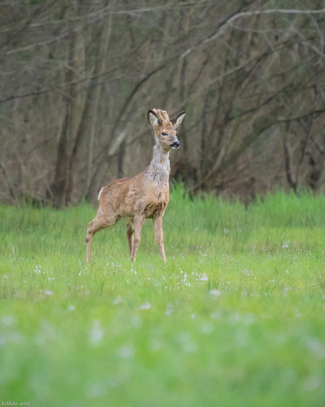 Ree in de vroege morgen.