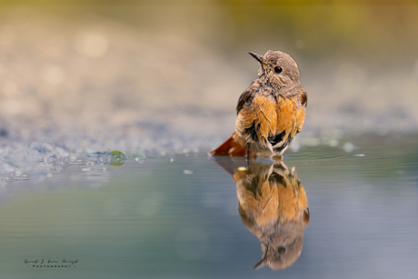 Reflectie van een gekraagde roodstaart