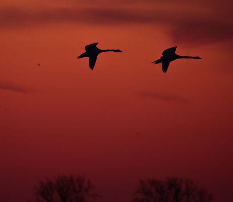 Zwanenvlucht tegen zonsondergang