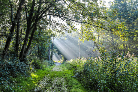 Zonneharpen in bos