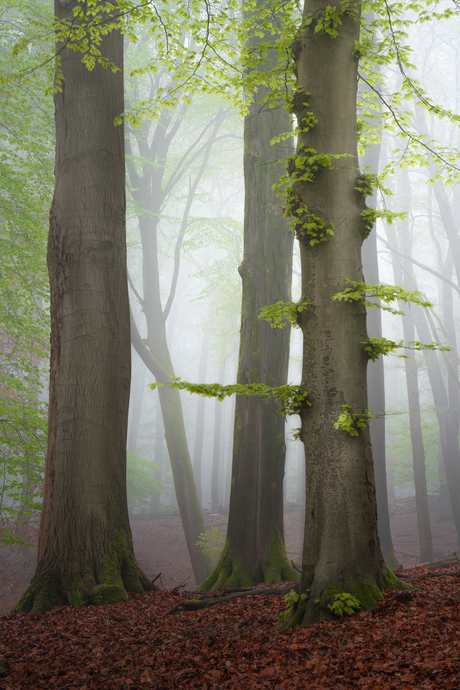 Lentegroen 