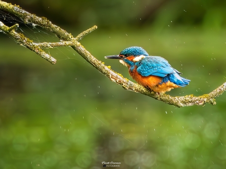 Verfrissende Vlucht – IJsvogel in Actie.