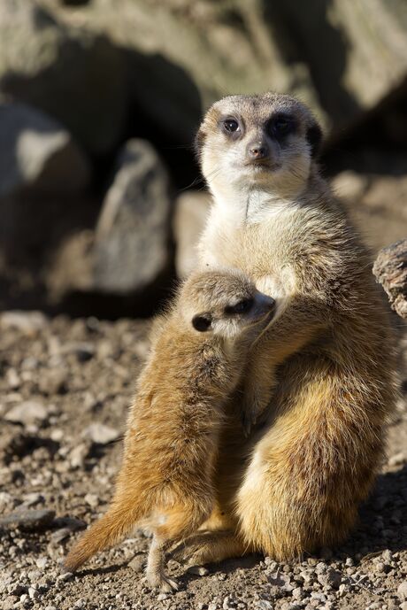 Mammie, wie is die man?