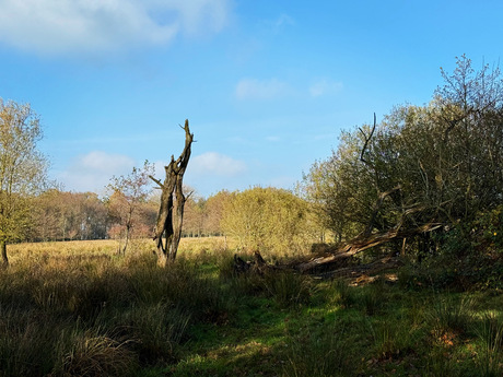 Herfst landschap 