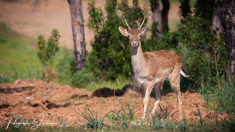 Eerste ontmoeting met een damhertje in Portugal