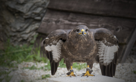 Buizerd