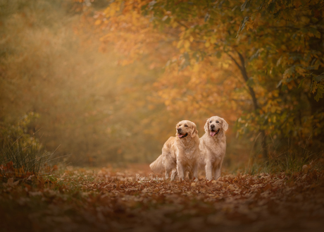 Golden Autumn