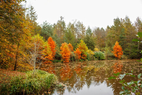 Het zoeken naar herfstkleuren.