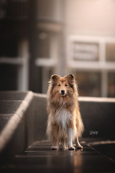 Sheltie in de stad