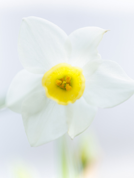 Narcis in de winter