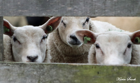 Big sheeppies are watching us