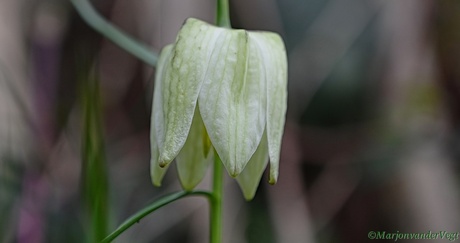 Kievitsbloem