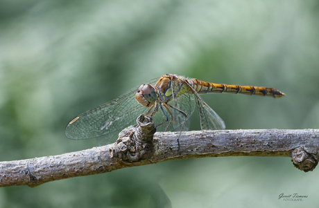 Bruinrode heidelibel