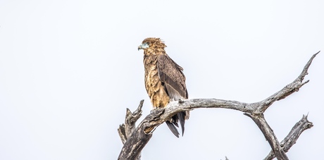 Tawny eagle