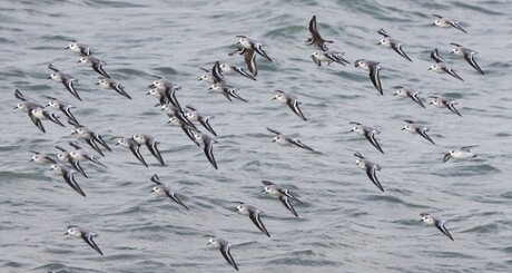 Drieteenstrandlopers