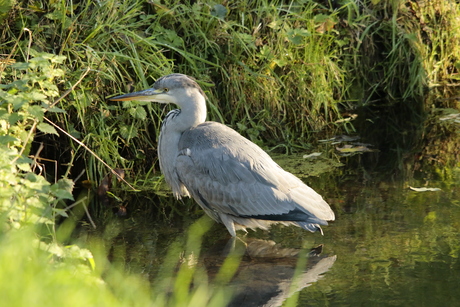 blauwe reiger