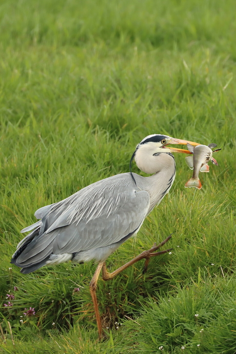 vis etende reiger