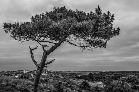 'The Joshua Tree'