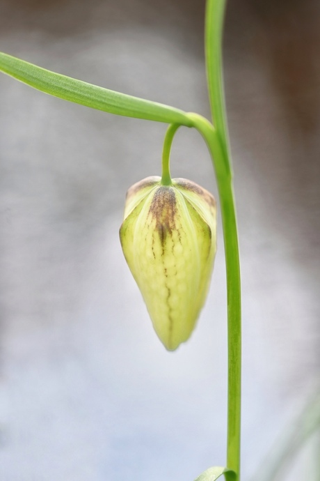 Kievitsbloemen