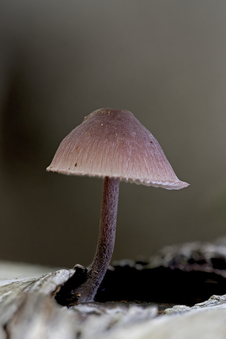 Mycena