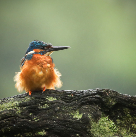 Ijsvogel 