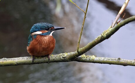 ijsvogel 