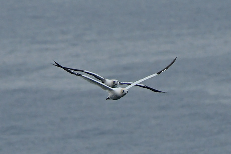 Meestervliegers boven de zee