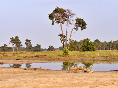 Loonse-en Drunense duinen