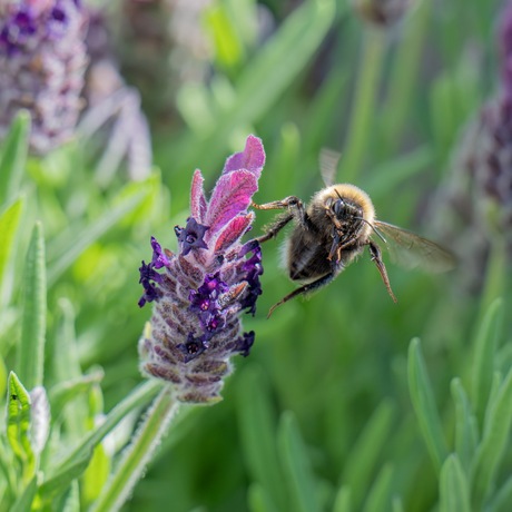 Hommel en zweefvlieg