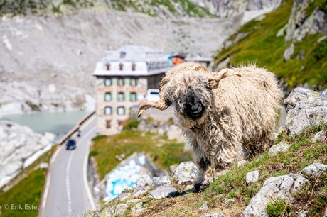 Echte Zwitserse walliser Schwartznasen schaap 