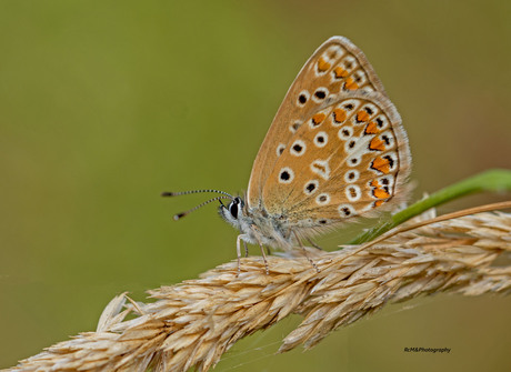 Het icarusblauwtje.