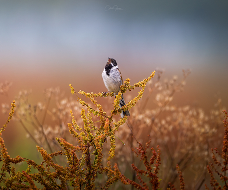 Common reed bunting-Rietgors - Emberiza schoeniclus