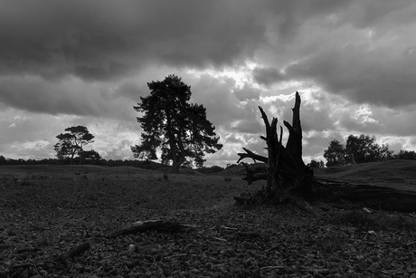 Grove den in zwaar weer