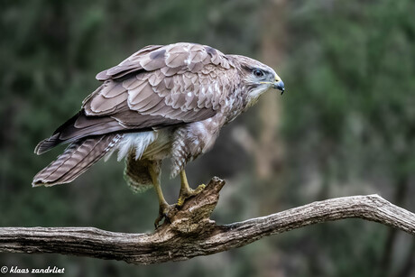 Europese Buizerd - 2074