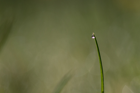 TOMORROW THE GREEN GRAS 