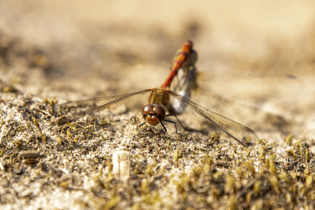 bruin-rode heidelibel setje