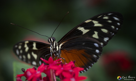 Heliconius