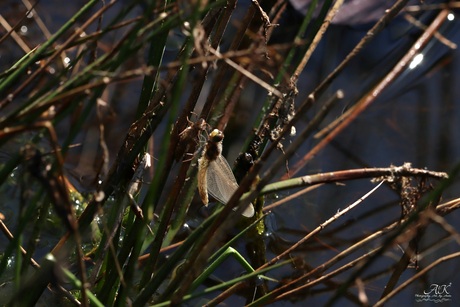 Libelle 