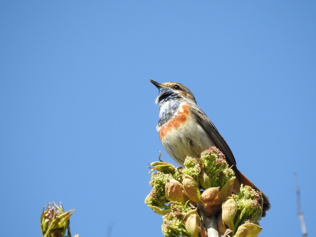 mooie blauwborst