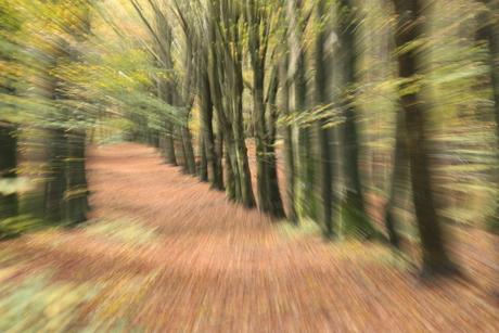 Het bos in