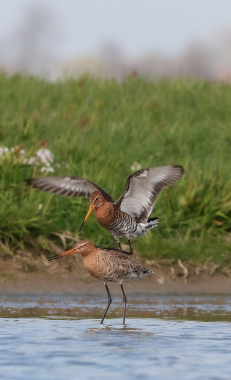 Achterop springen voor de paring ..